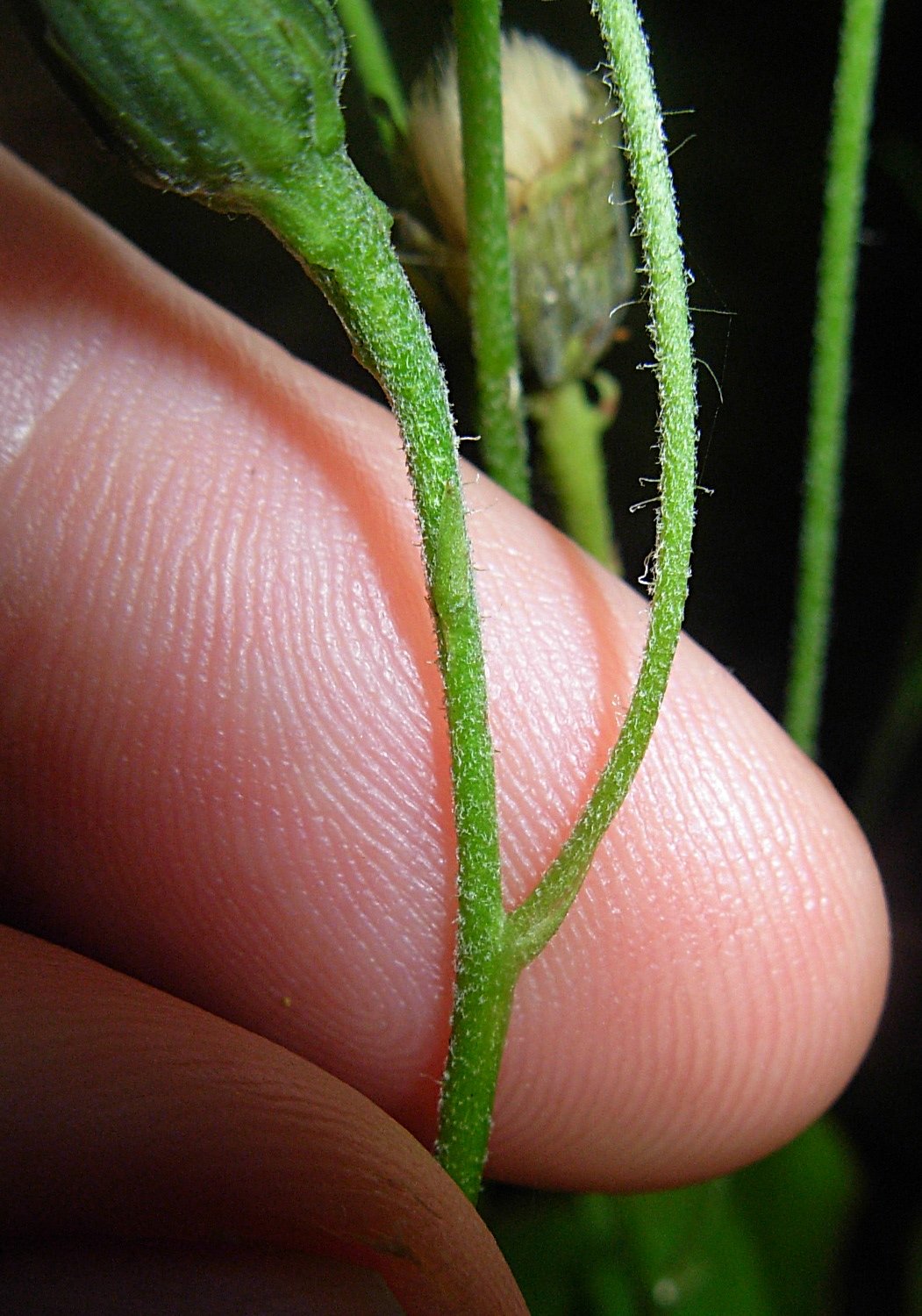 Hieracium neoplatyphyllum Gottschl.